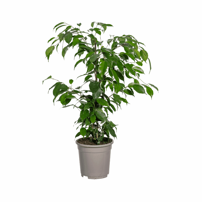 Ficus Benjamina - Birkenfeige