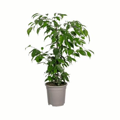 Ficus Benjamina - Birkenfeige