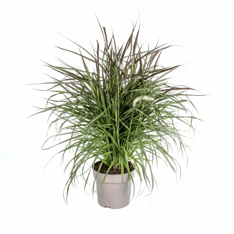 Pennisetum x advena - Rotes Lampenputzergras
