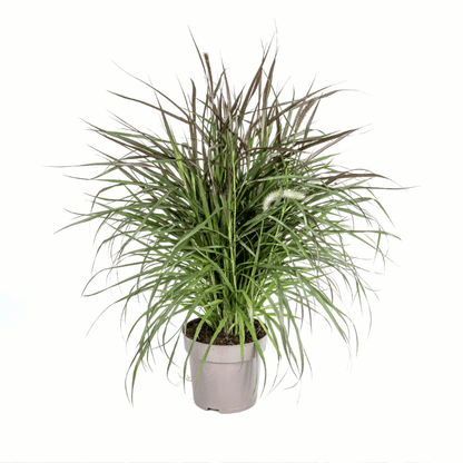 Pennisetum x advena - Rotes Lampenputzergras