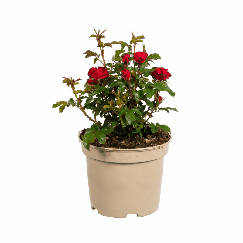 Rosa &