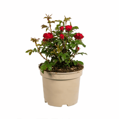 Rosa &