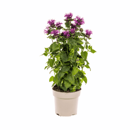 Monarda didyma - Goldmelisse, Indianernessel