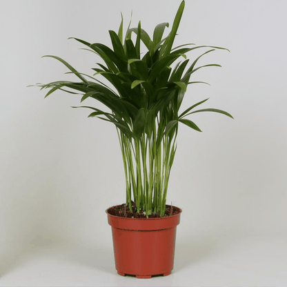 Dypsis lutescens - Areca-, Goldfruchtpalme