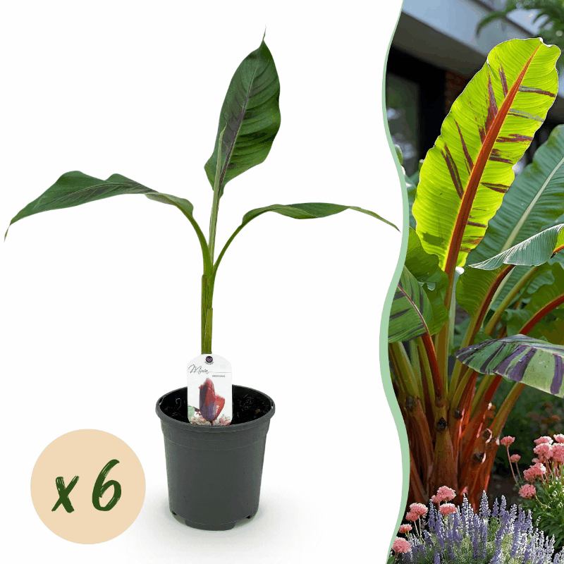 Musa sikkemensis - Darjeeling-Banane