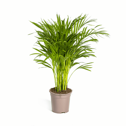 Dypsis lutescens - Areca-, Goldfruchtpalme