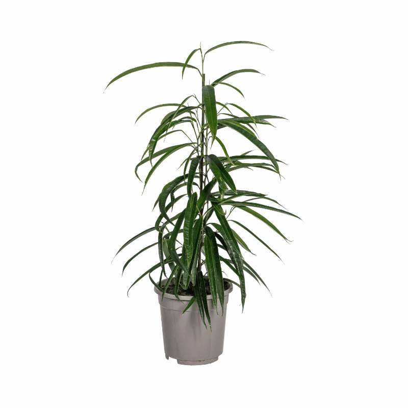 Ficus Binnendijkii &
