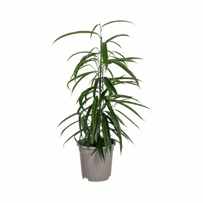 Ficus Binnendijkii &