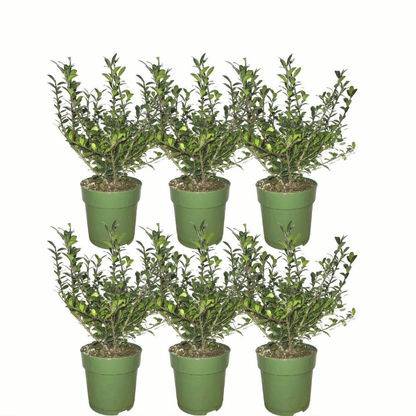 Ilex crenata - Japanische Stechpalme