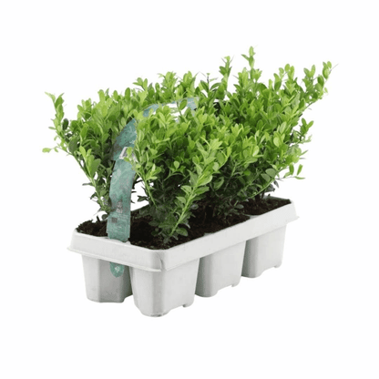 Ilex crenata - Japanische Stechpalme