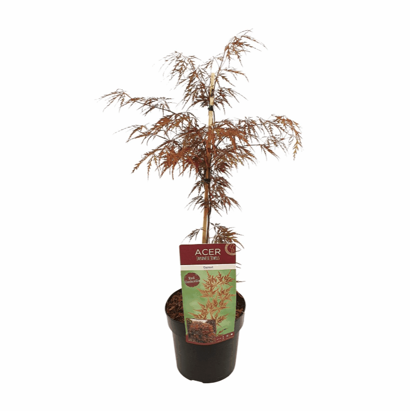 Acer palmatum - Japanischer Fächerahorn