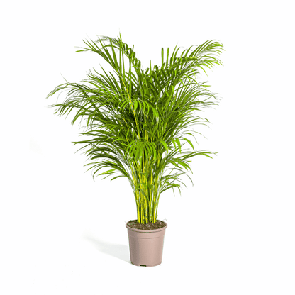 Dypsis lutescens - Areca-, Goldfruchtpalme