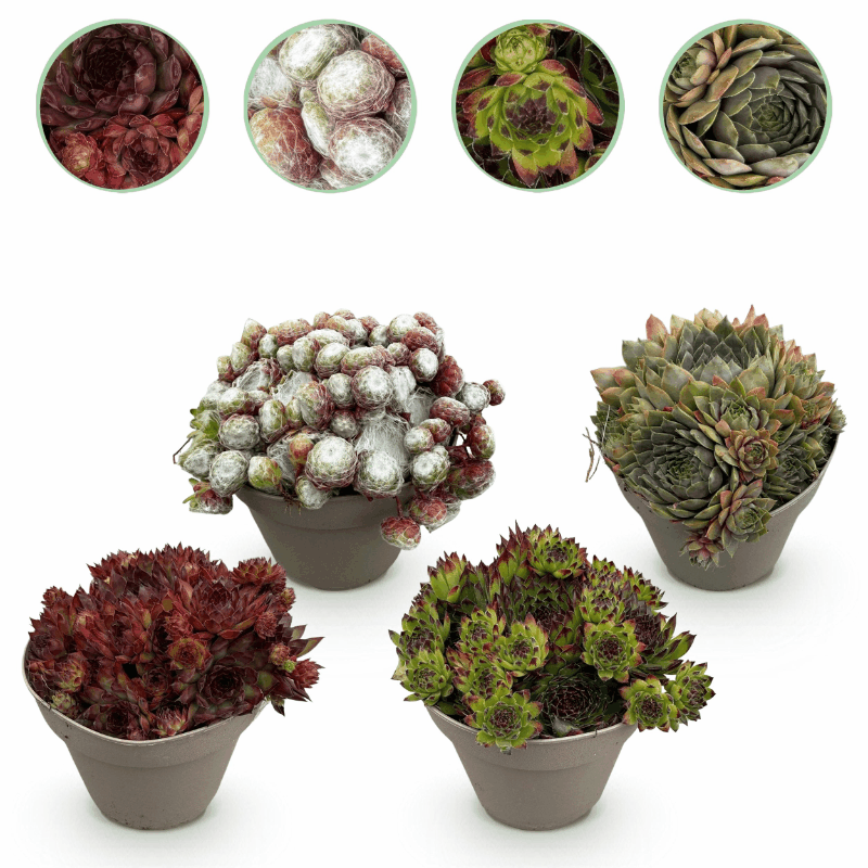 Sempervivum - Winterharte Bodendecker