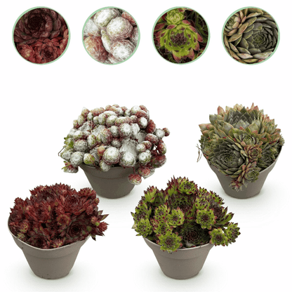 Sempervivum - Winterharte Bodendecker