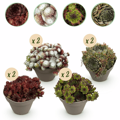 Sempervivum - Winterharte Bodendecker