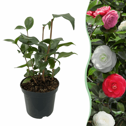 Camellia japonica - Japanische Kamelie