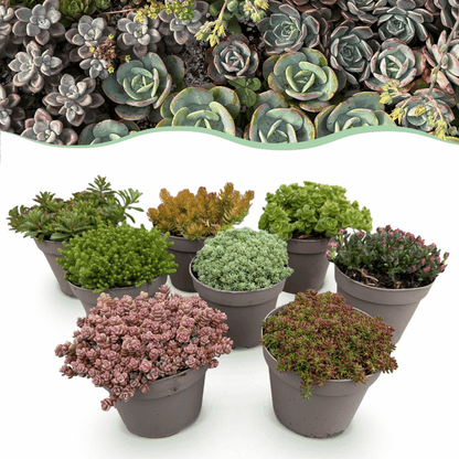 Sempervivum - Winterharte Bodendecker
