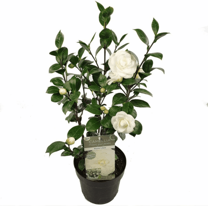 Camellia japonica - Japanische Kamelie