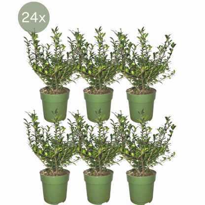 Ilex crenata - Japanische Stechpalme