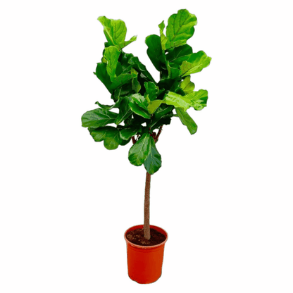 Ficus lyrata - Geigenfeige
