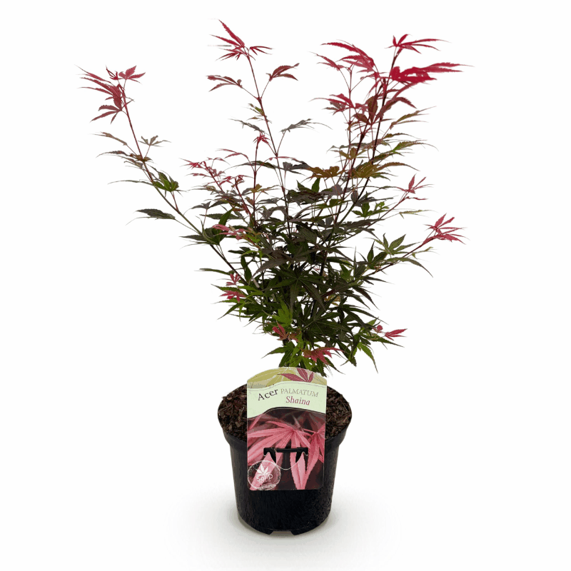 Acer palmatum - Japanischer Fächerahorn
