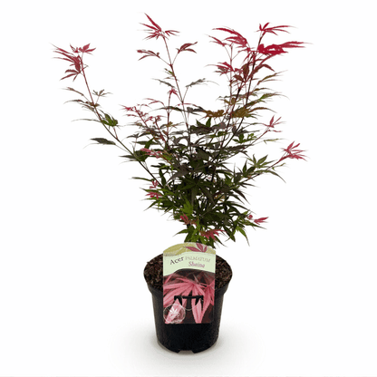Acer palmatum - Japanischer Fächerahorn