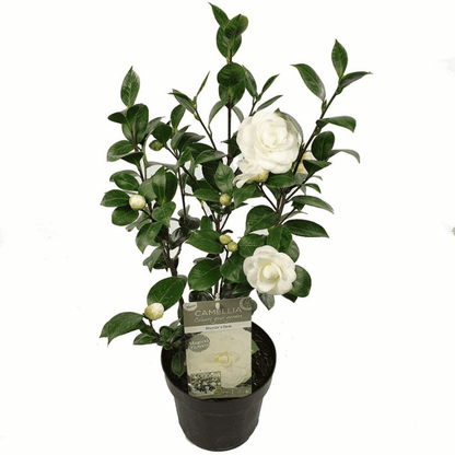 Camellia japonica - Japanische Kamelie