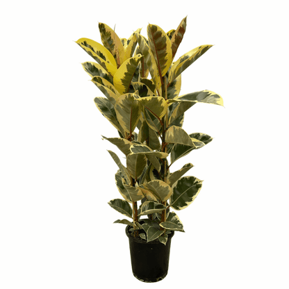 Ficus elastica - Gummibaum
