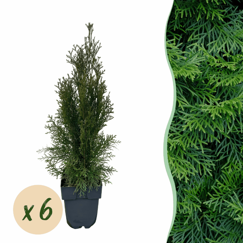 Thuja occidentalis - Lebensbaum &