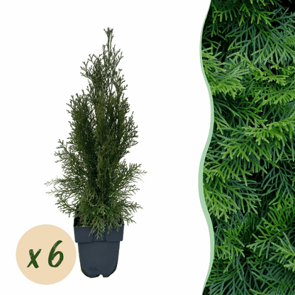 Thuja occidentalis - Lebensbaum &