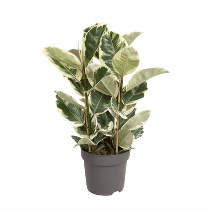 Ficus elastica - Gummibaum