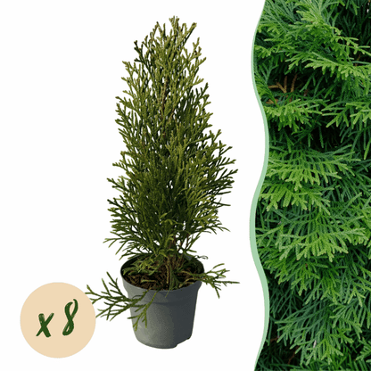 Thuja occidentalis - Lebensbaum &