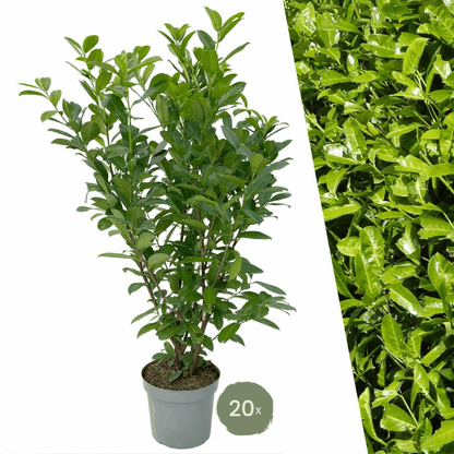 Prunus laurocerasus &