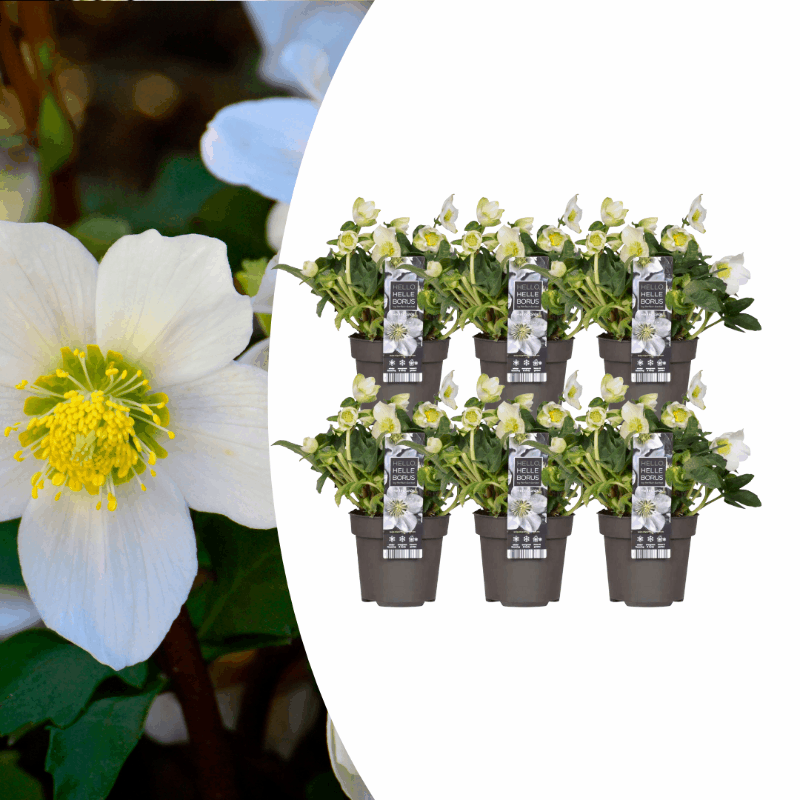 Helleborus niger - Christrose