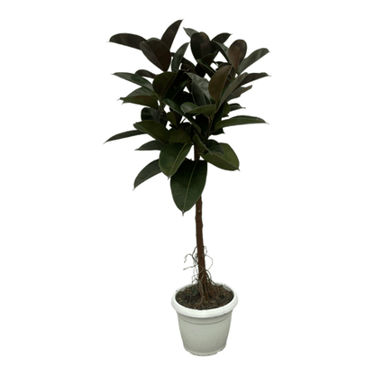 Ficus elastica - Gummibaum