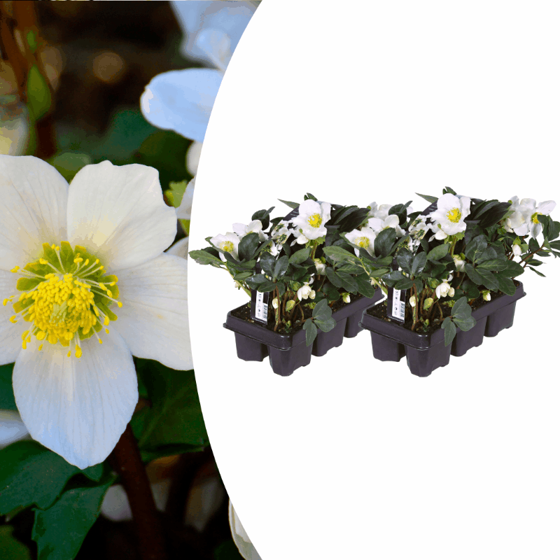 Helleborus niger - Christrose