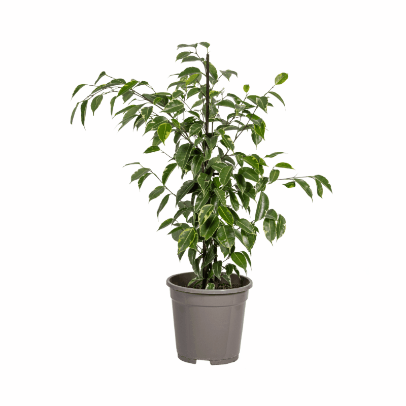 Ficus Benjamina - Birkenfeige