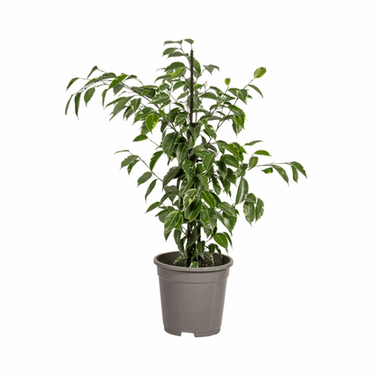 Ficus Benjamina - Birkenfeige