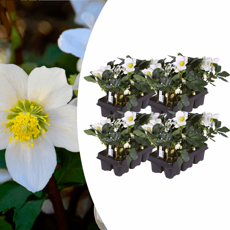 Helleborus niger - Christrose