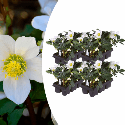 Helleborus niger - Christrose