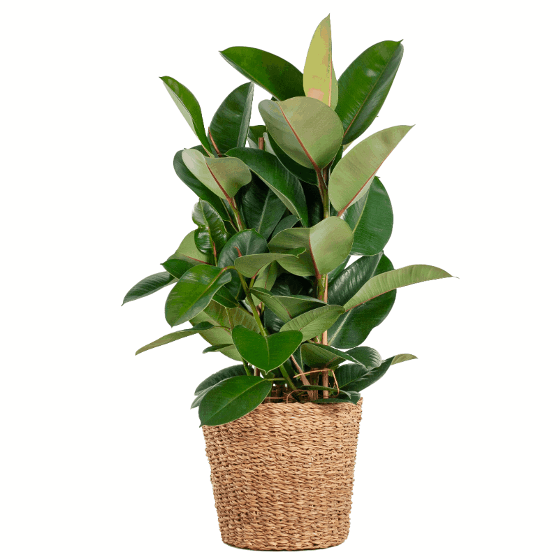 Ficus elastica - Gummibaum