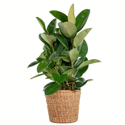 Ficus elastica - Gummibaum