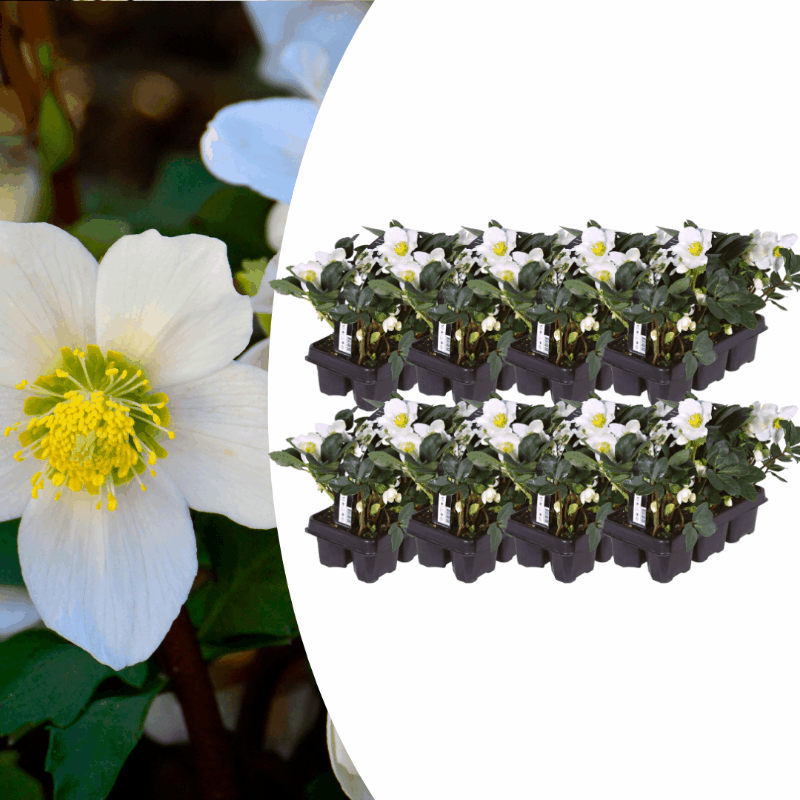 Helleborus niger - Christrose