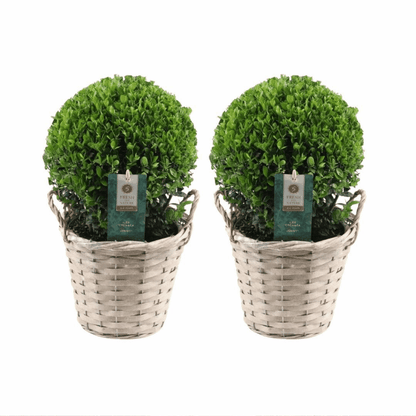Ilex crenata - Japanische Stechpalme