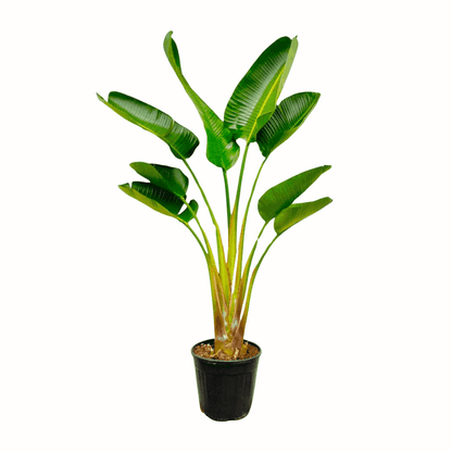 Strelitzia augusta (alba) - Weiẞe Strelitzie