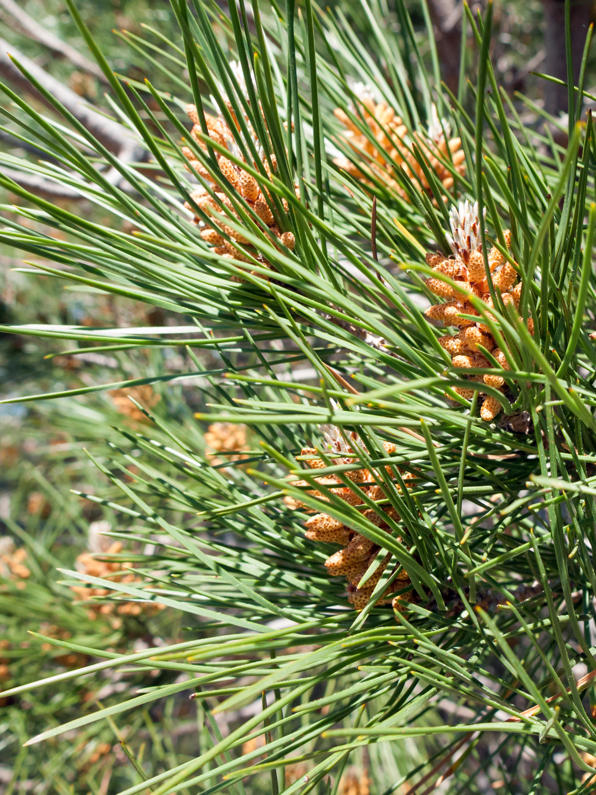 Man Pinous Pinus pinea - Pinie, Mittelmeer-Kiefer – Sachsenpalmen