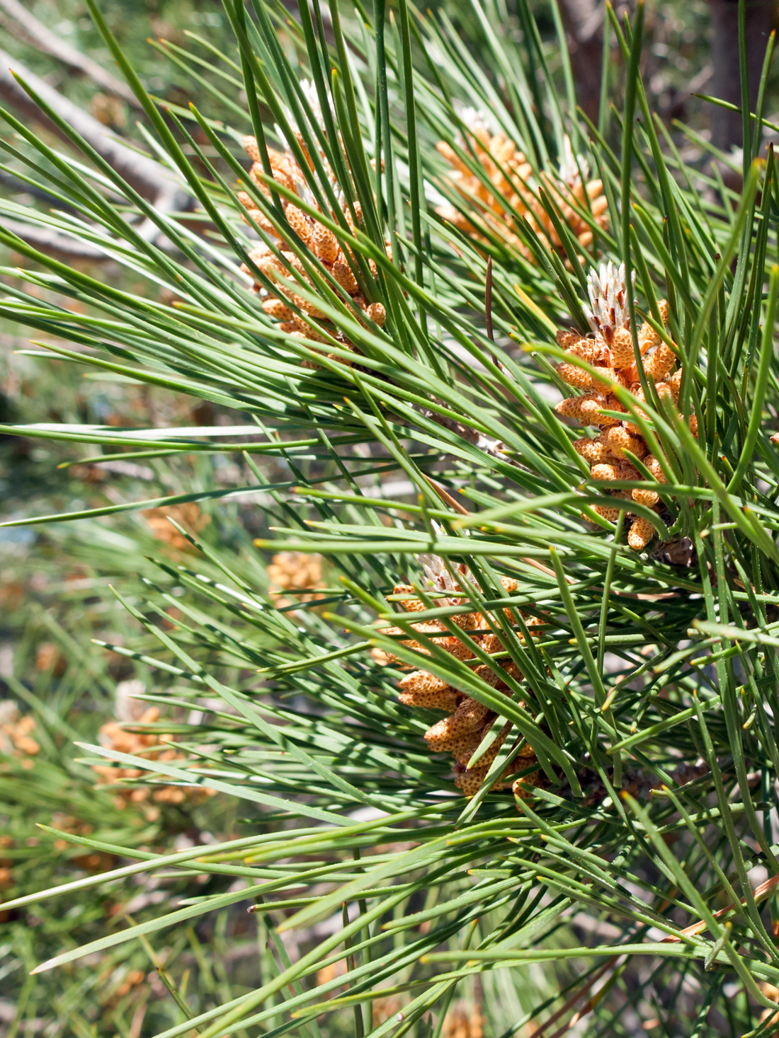 Pinus pinea - Pinie, Mittelmeer-Kiefer