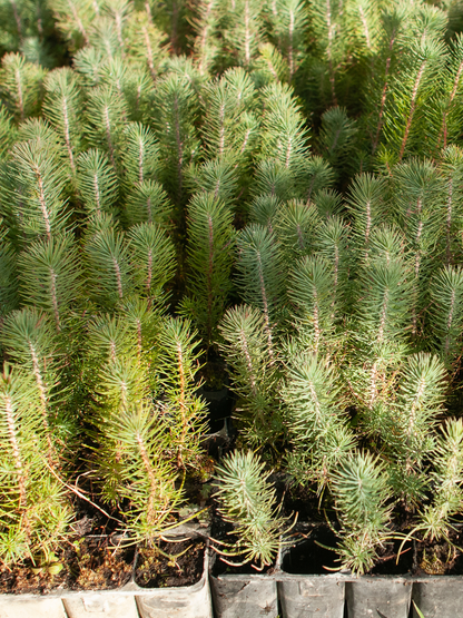 Pinus pinea - Pinie, Mittelmeer-Kiefer aus Freilandzucht