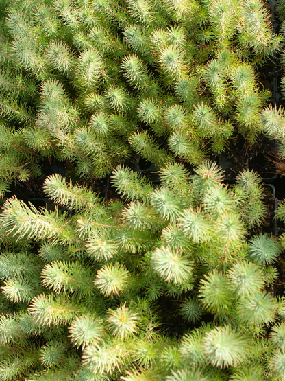 Pinus pinea - Pinie, Mittelmeer-Kiefer aus Freilandzucht