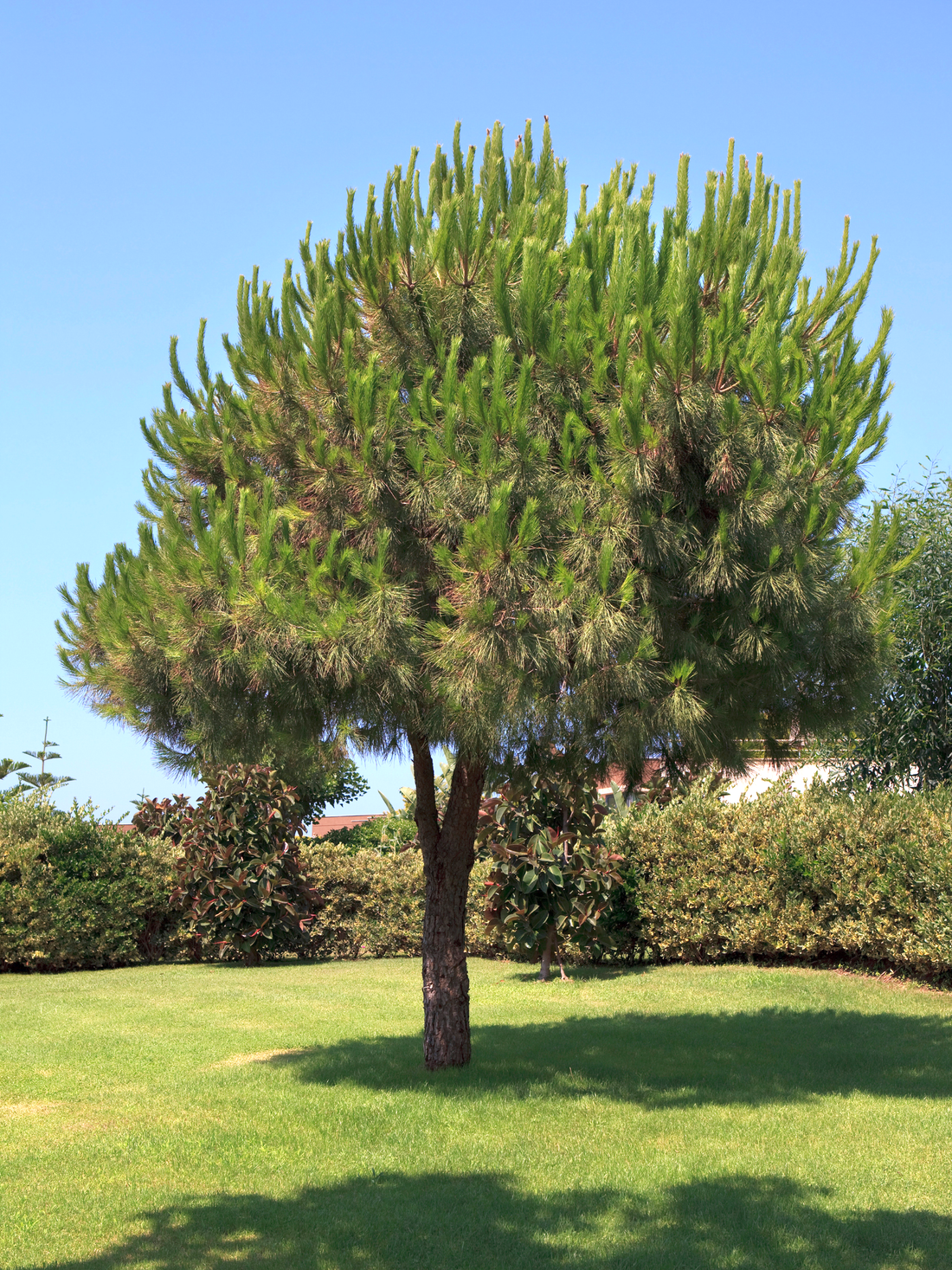 Pinus pinea - Pinie, Mittelmeer-Kiefer